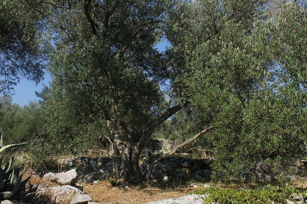 Secluded Fisherman'S Cottage Cove Magrovica - Telascica, Dugi Otok - 8142 Sali Luaran gambar